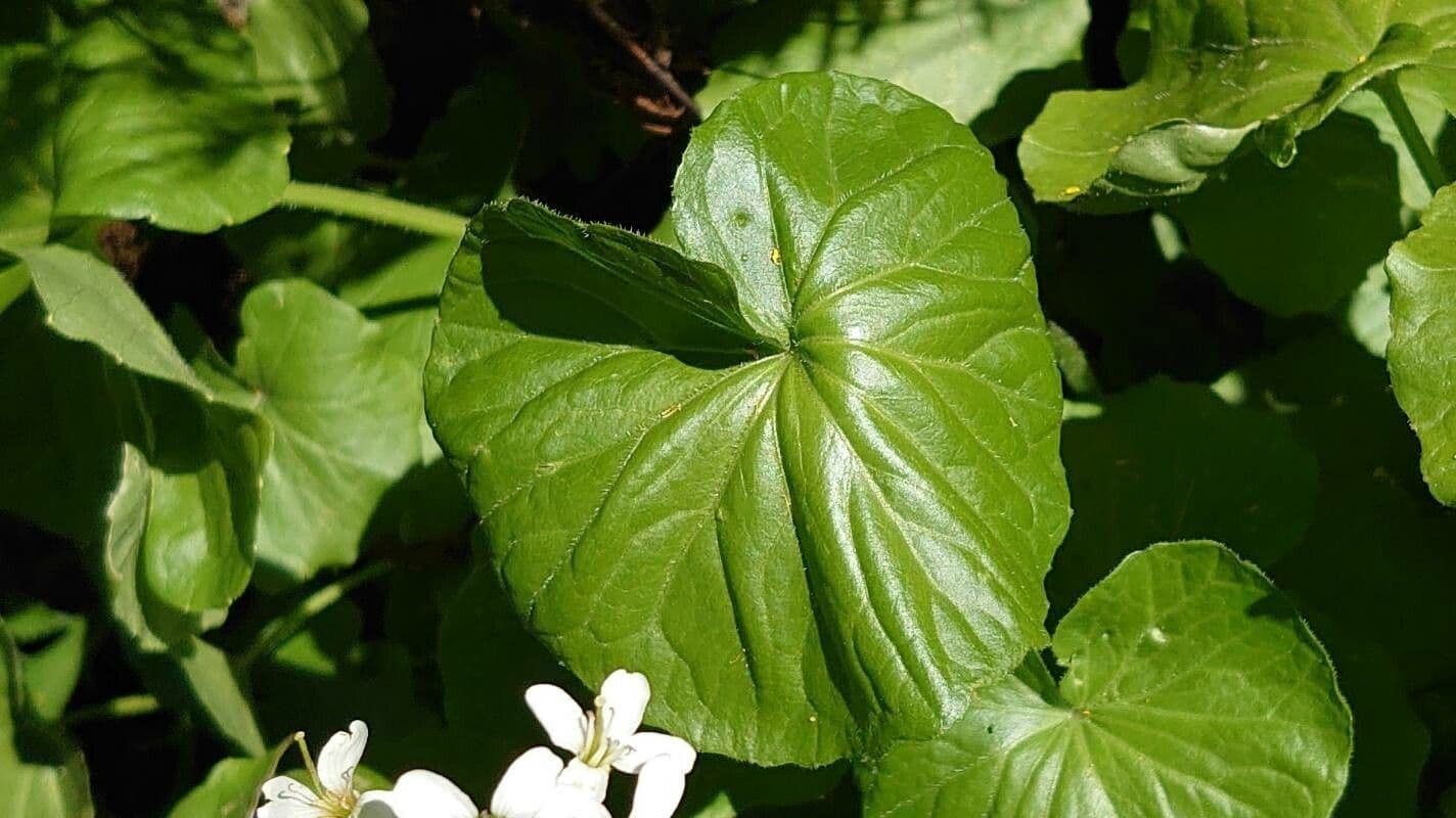 Gadia asarifolia 18