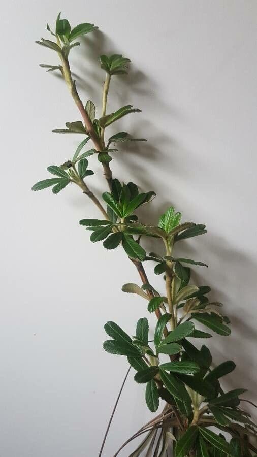 Polylepis 4