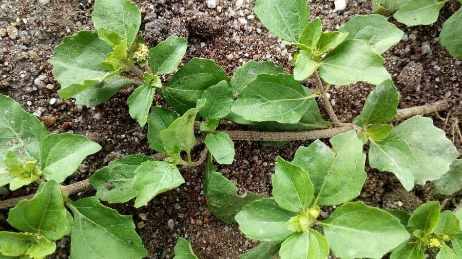 Acanthospermum australe 21