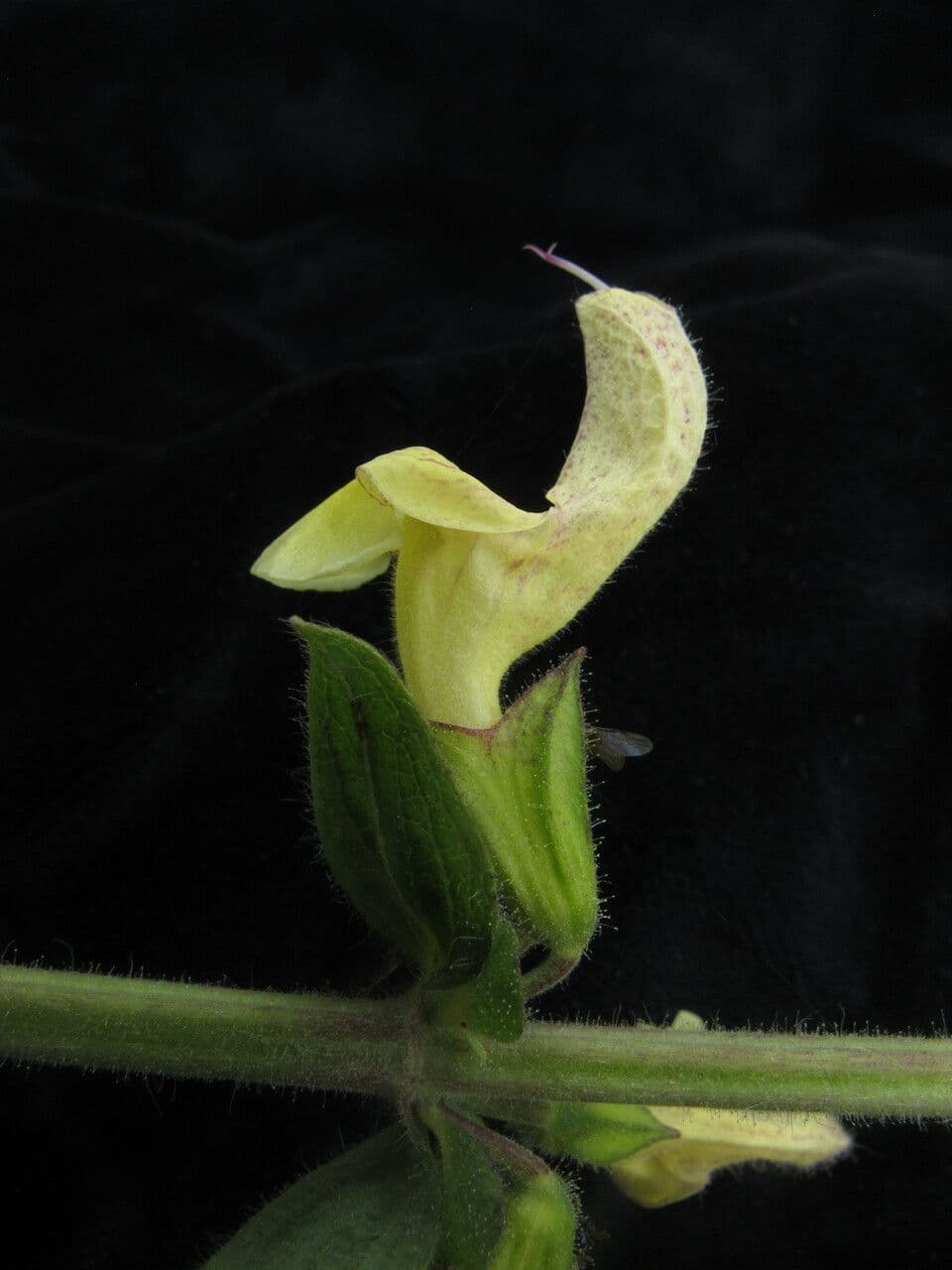 Salvia 8