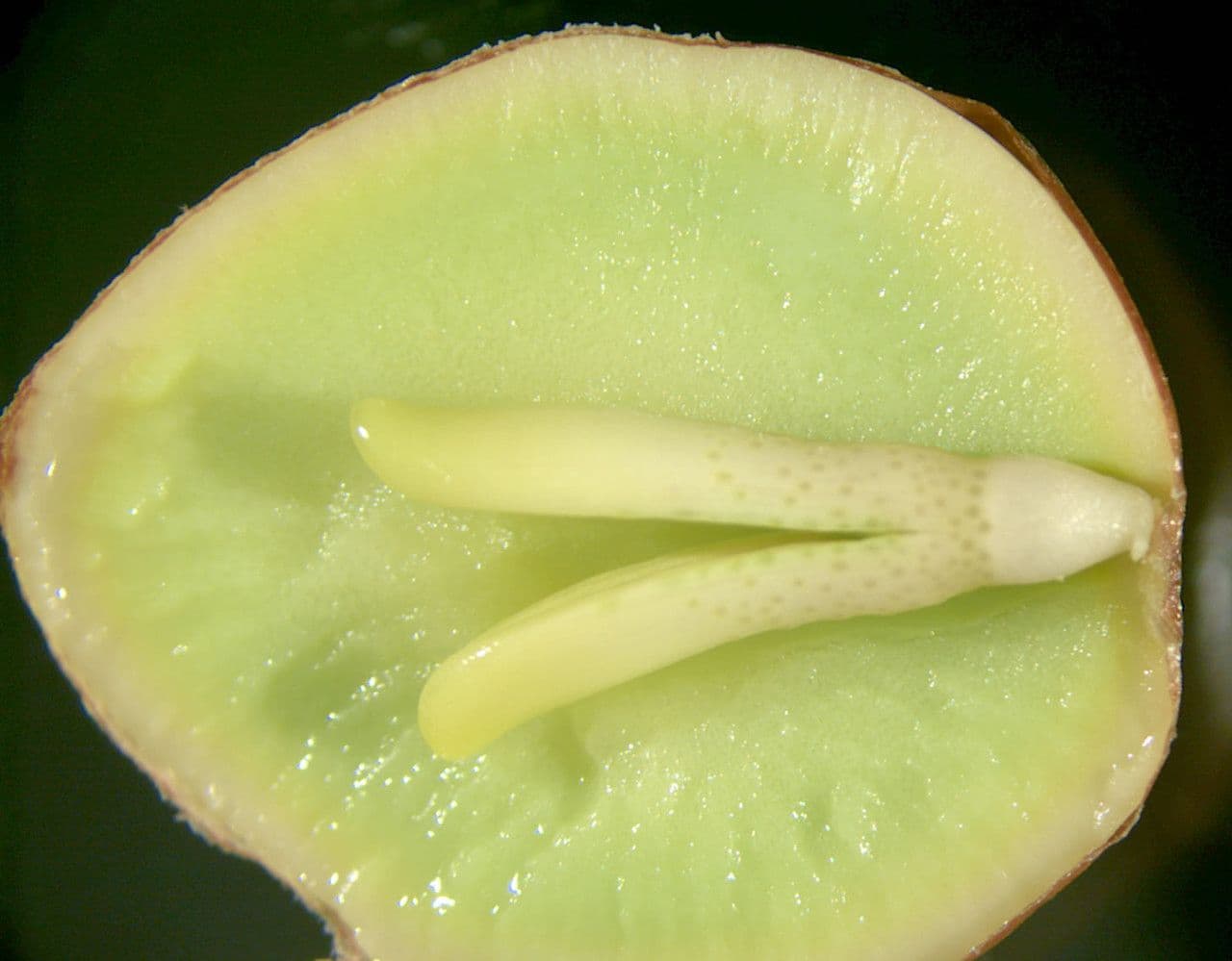 Ginkgo 7