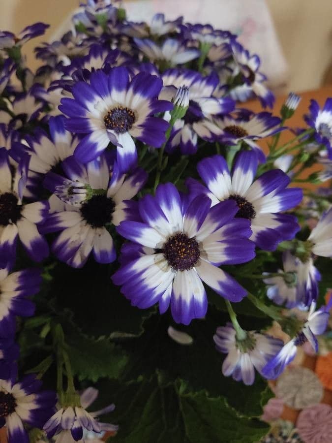 Pericallis 3
