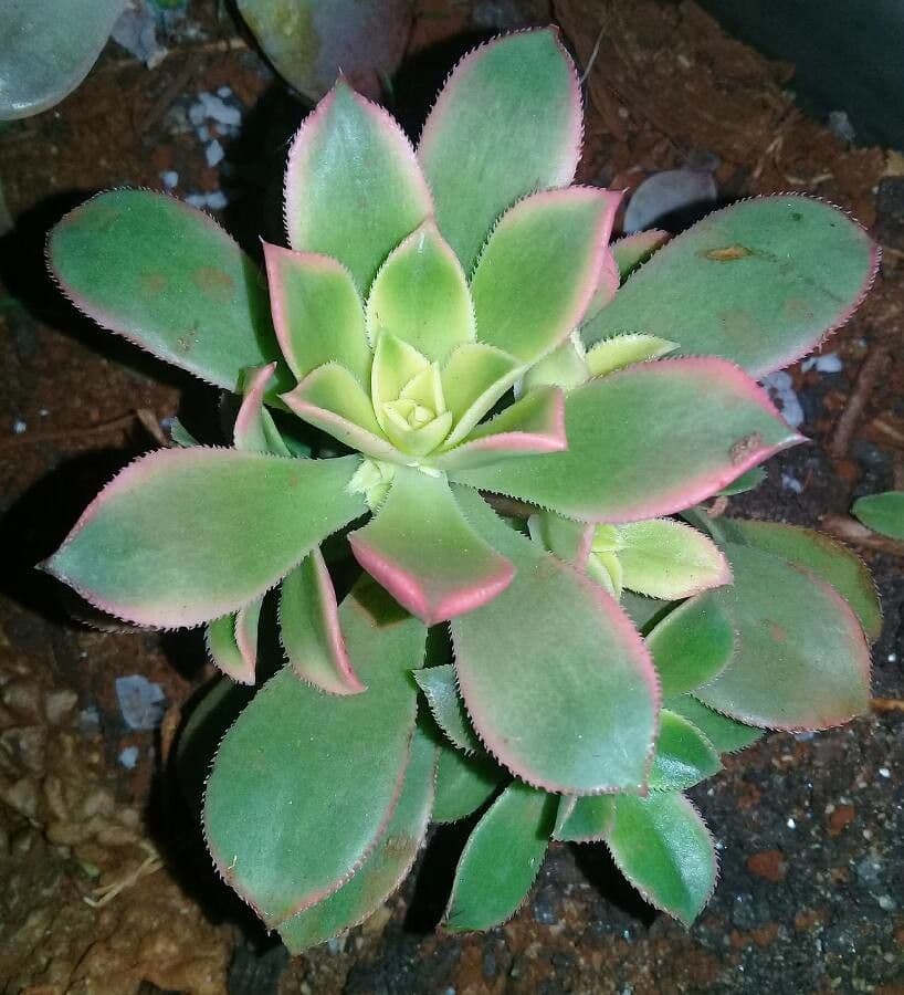 Aeonium di Haworth 16
