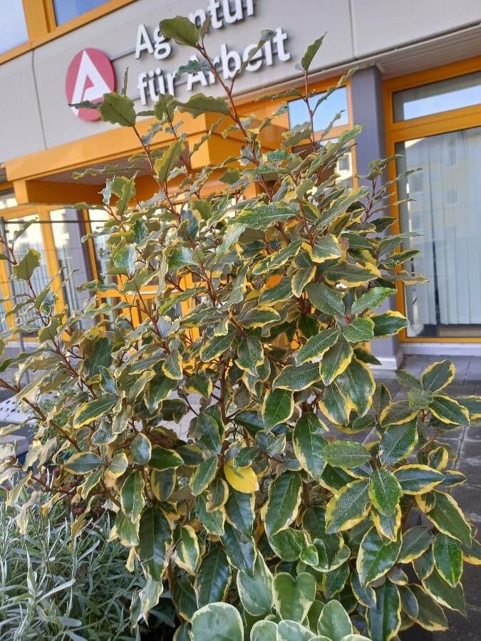 Elaeagnus 14