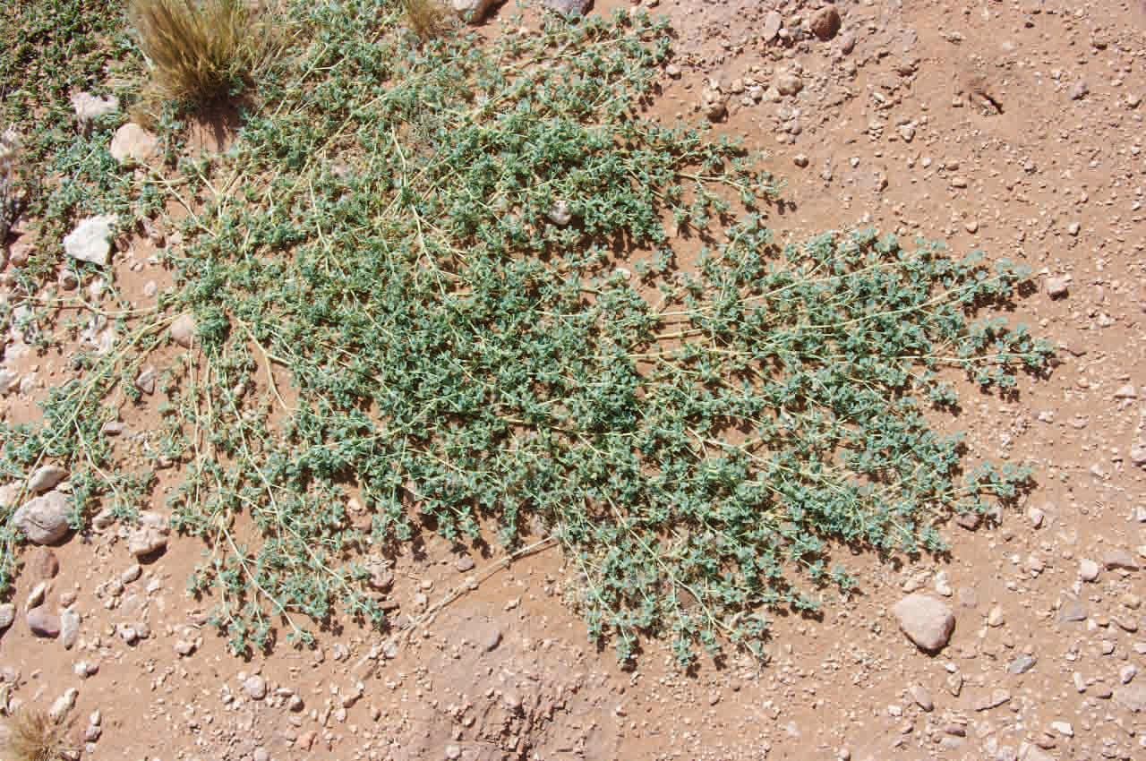 Seetzenia 9