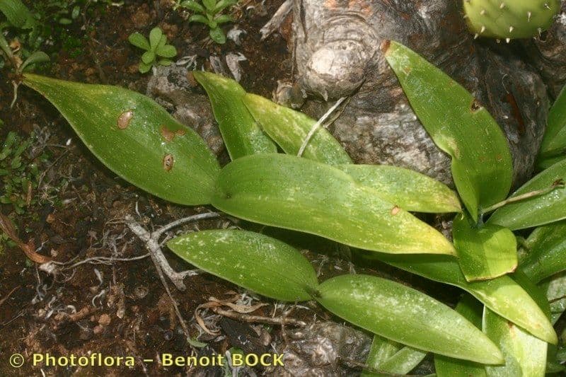 Habenaria 15