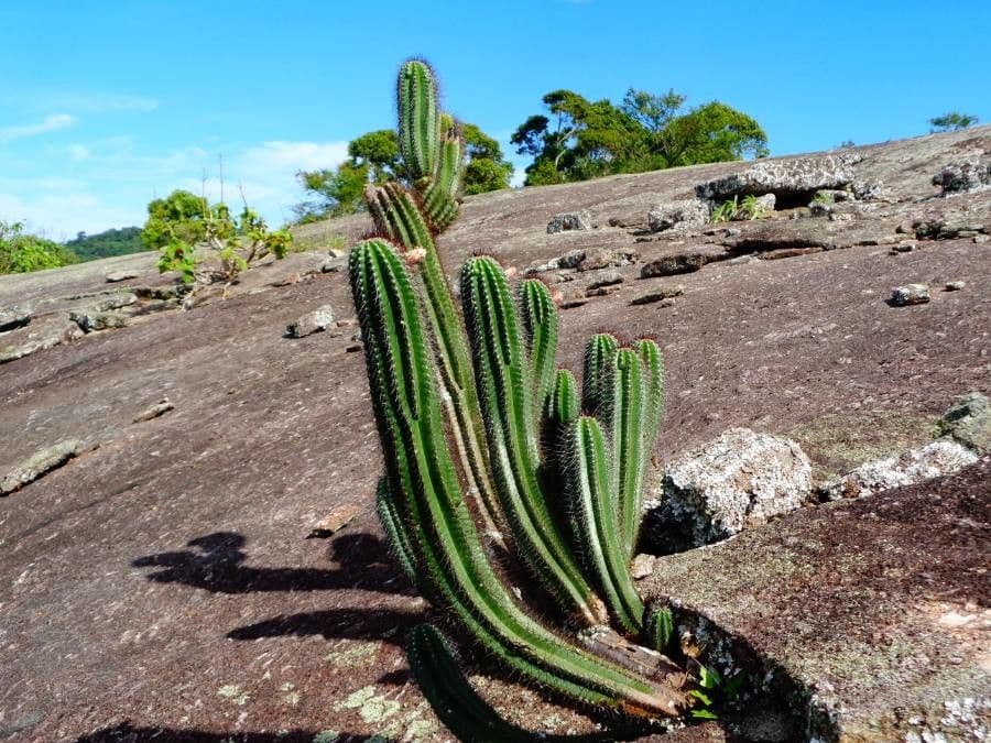 Coleocephalocereus 4