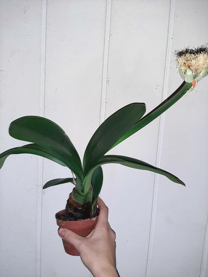 Haemanthus 12