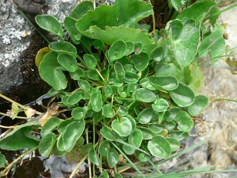 Cochlearia pyrenaica 9
