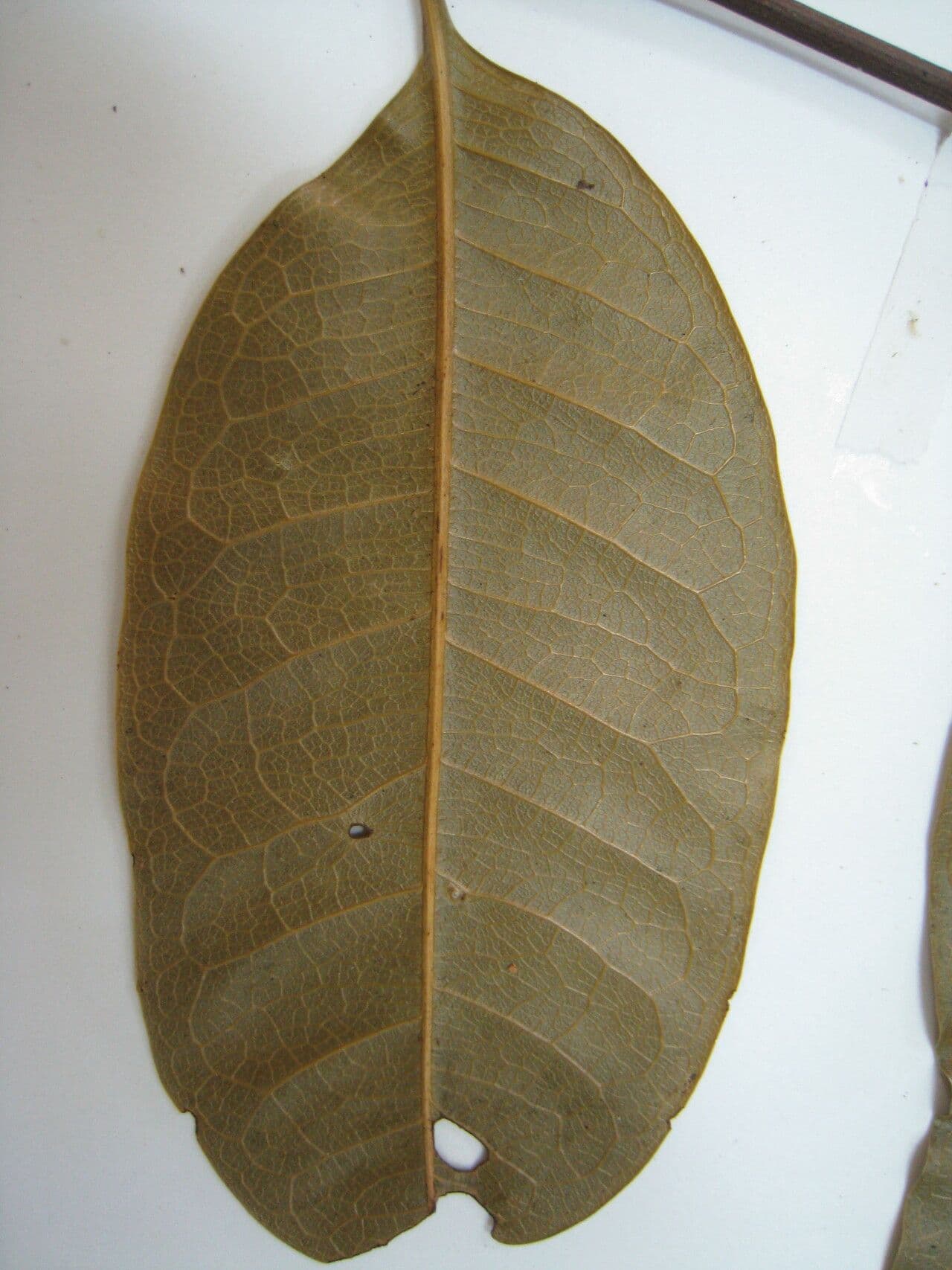 Talisia 14