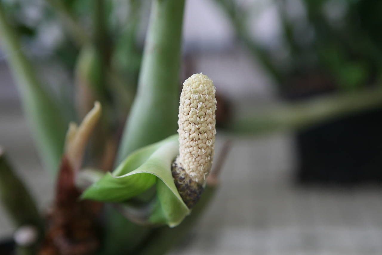 Pianta di ZZ 8
