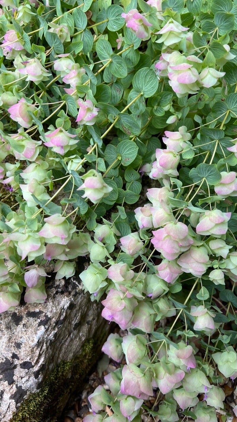 Oregano 5
