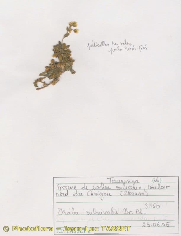 Draba 5