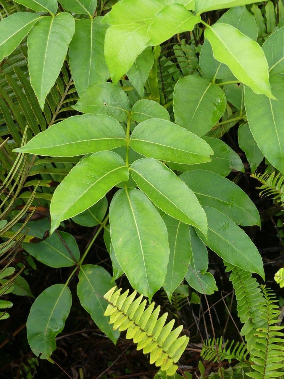 Polyscias 17