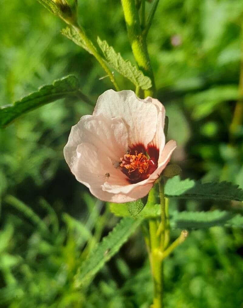 Pavonia hastata 5