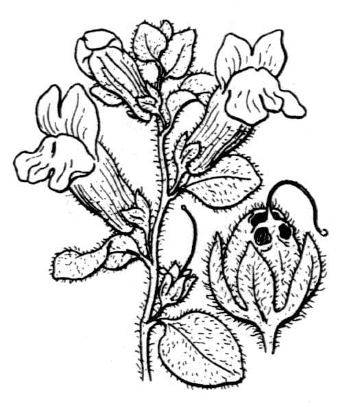 Antirrhinum molle 19