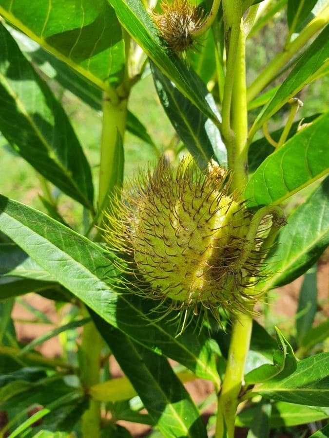 Gomphocarpus