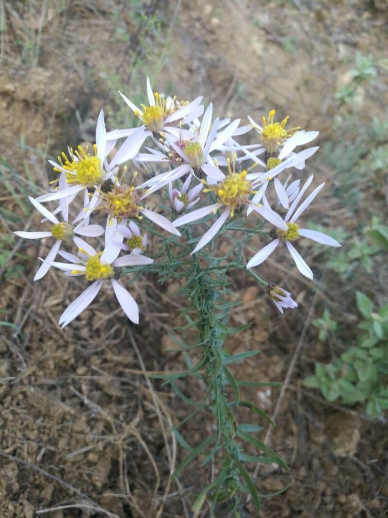 Galatella sedifolia 14