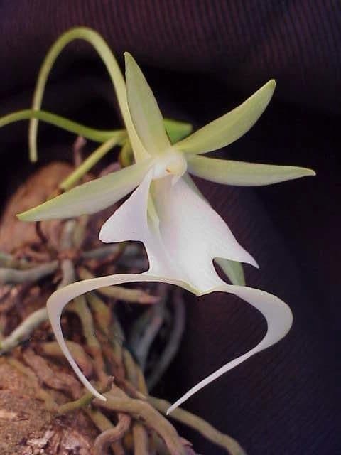 Dendrophylax