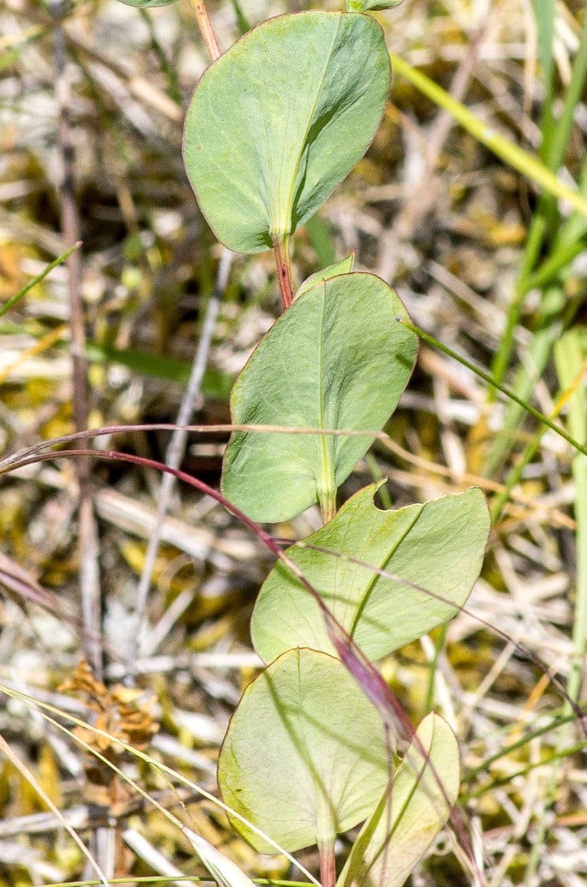 Bupleurum rotundifolium 16
