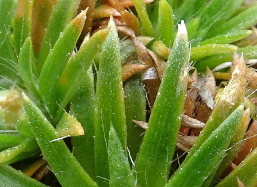 Paepalanthus 15