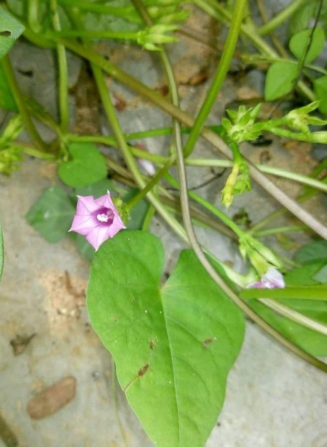 Ipomoea triloba 6