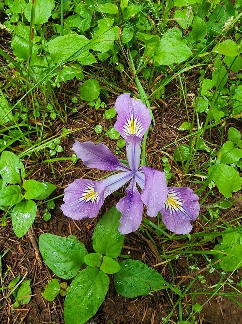 Iris di Douglas 8