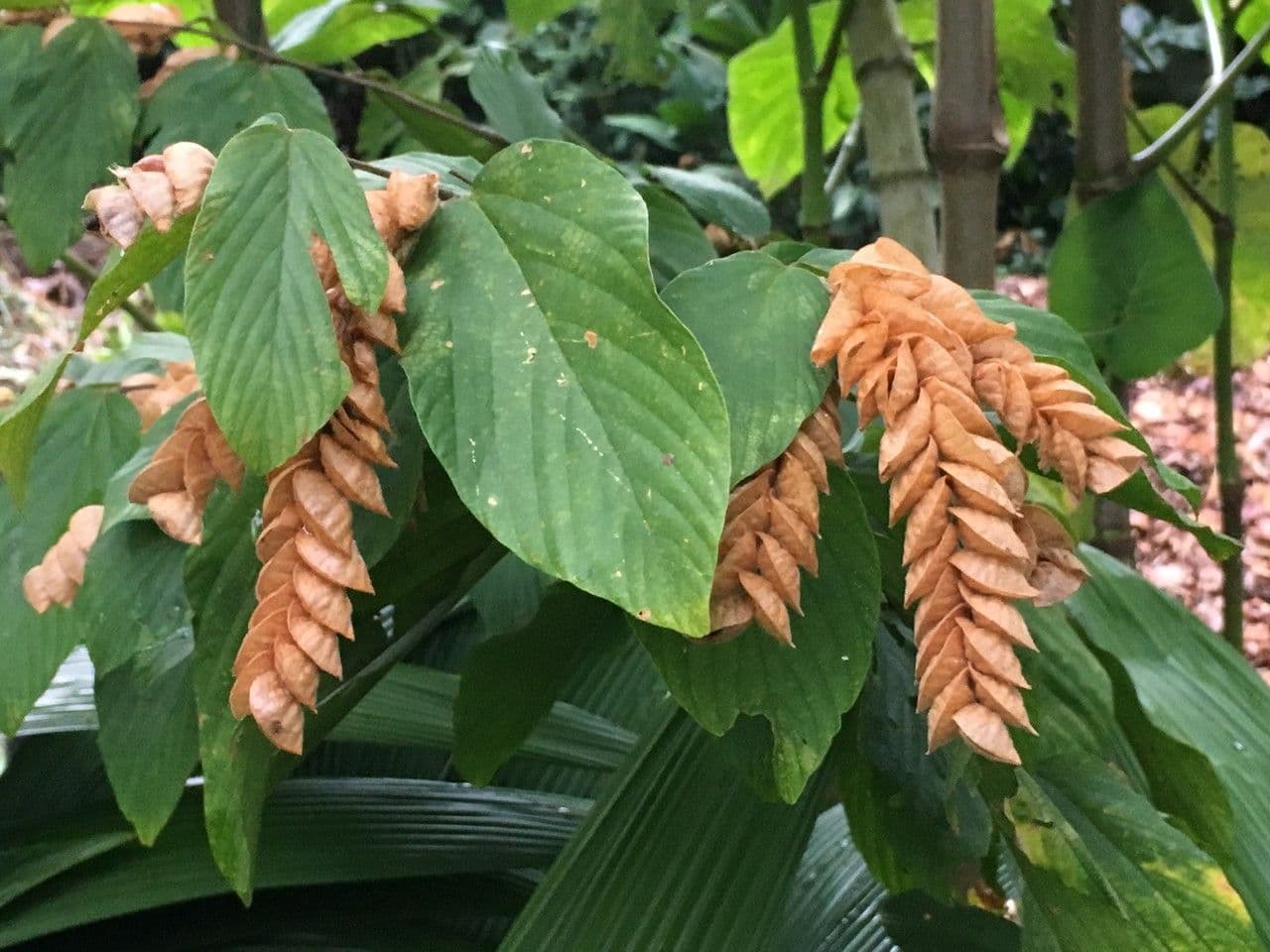 Flemingia strobilifera 22
