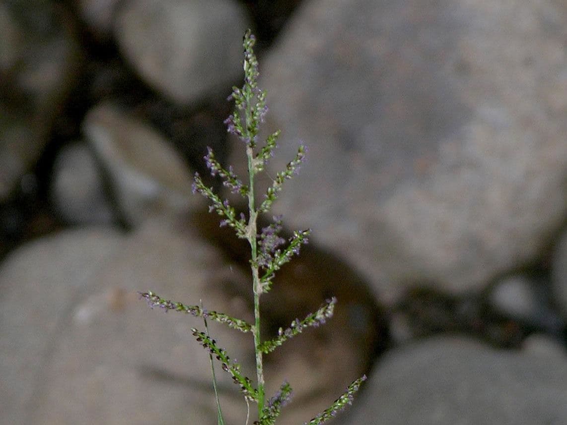 Panicum pilosum 4