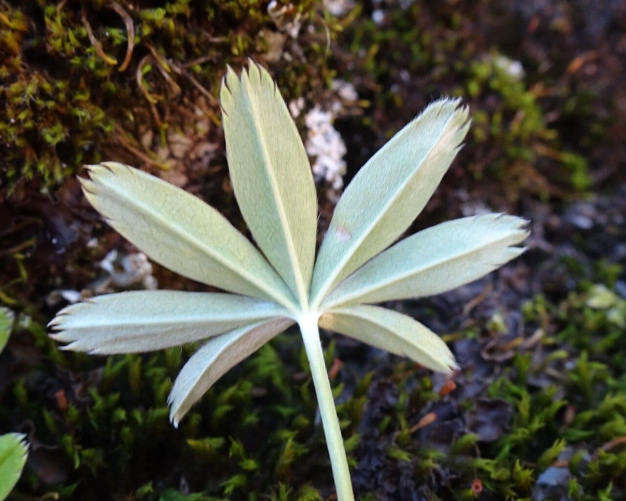 Erba stella 16