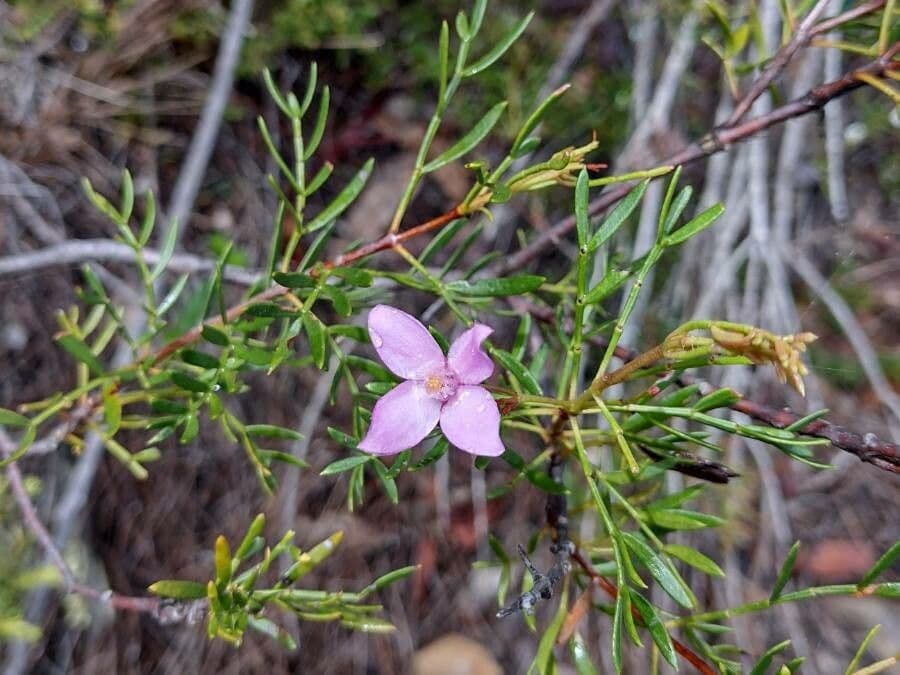 Boronia pennata 7
