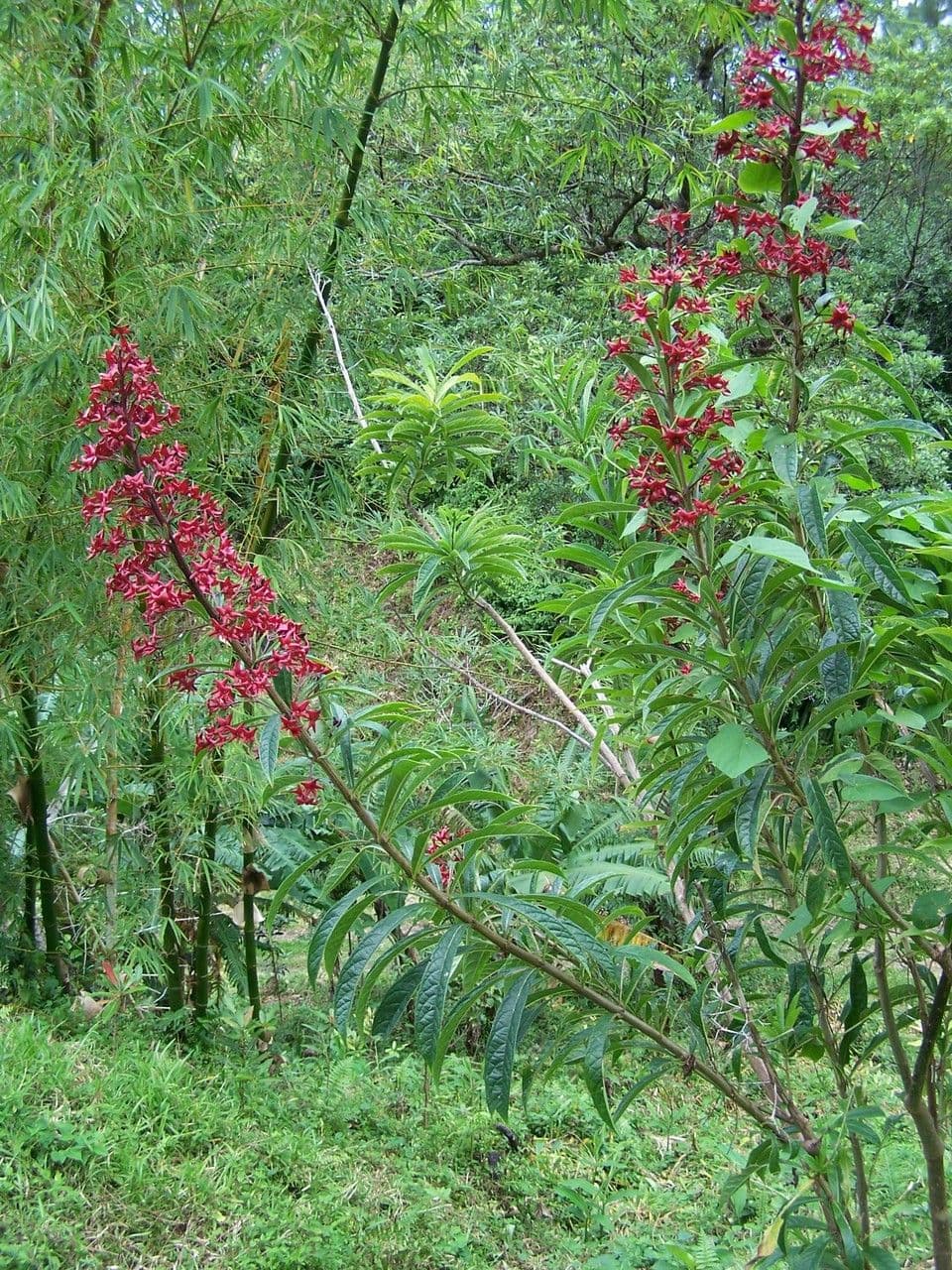 Clerodendrum indicum 11