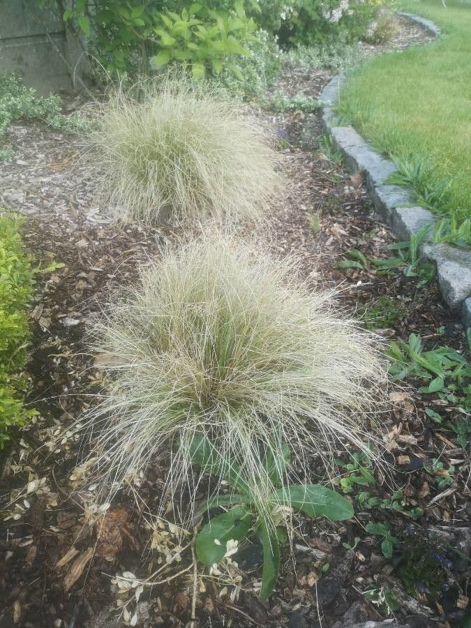 Muhlenbergia rigens 10