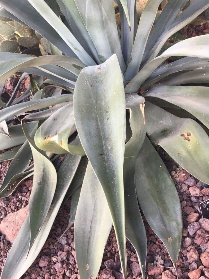 Weber-Agave