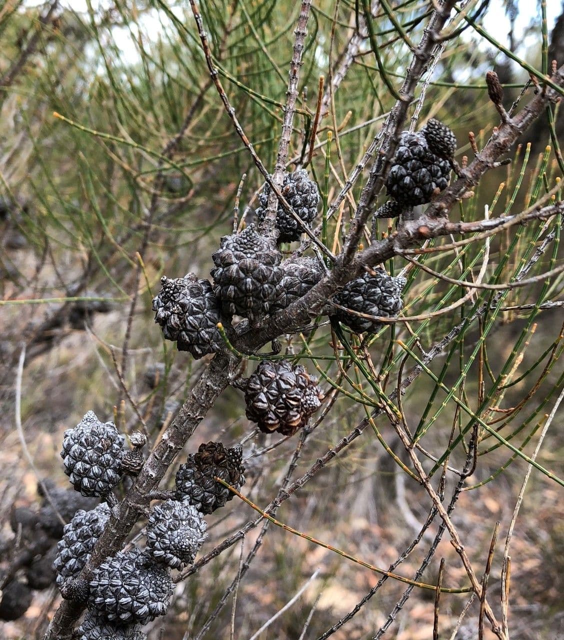 Allocasuarina di Mueller