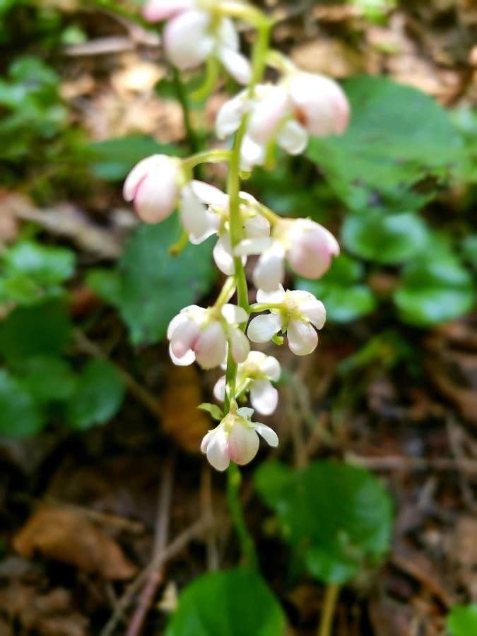 Pirolo asariforme 7