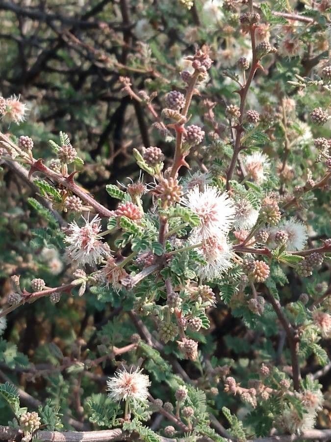 Mimosa spinosa 4