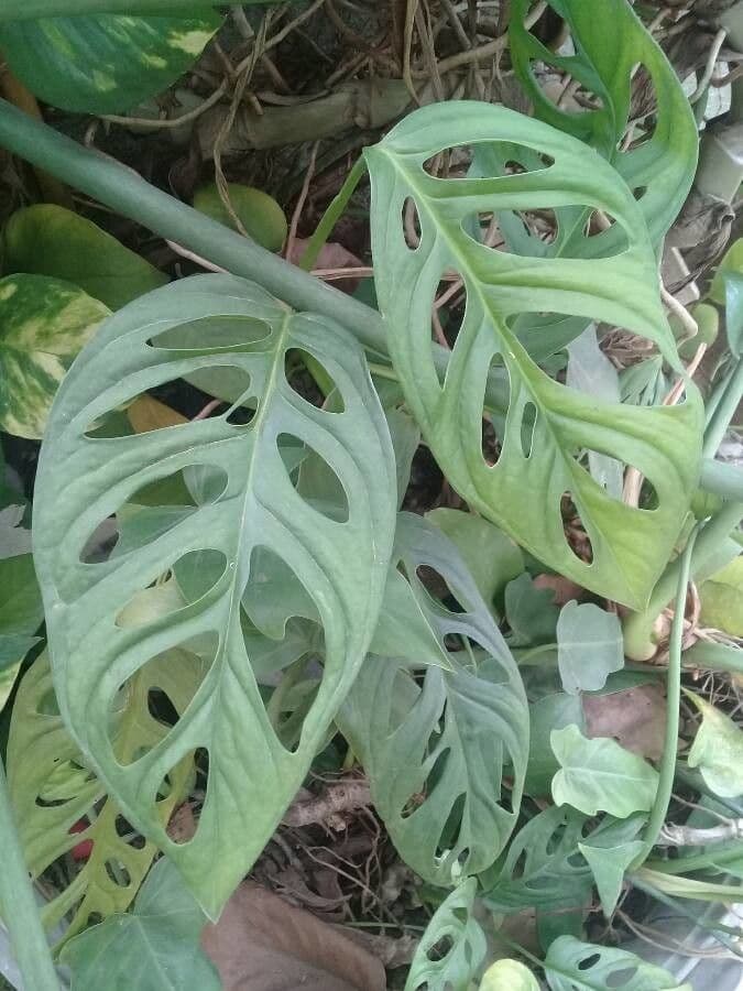 Monstera adansonii 19
