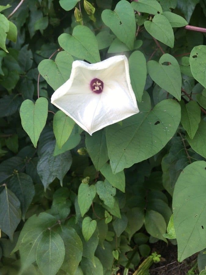 Ipomoea pandurata 4