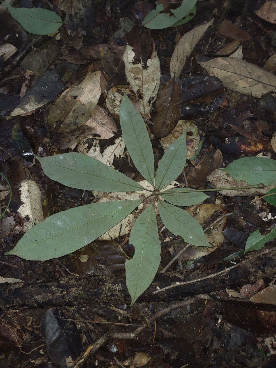 Eriotheca 6