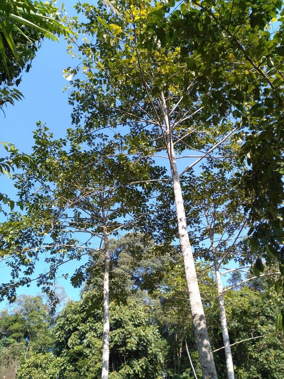 Dipterocarpus 4