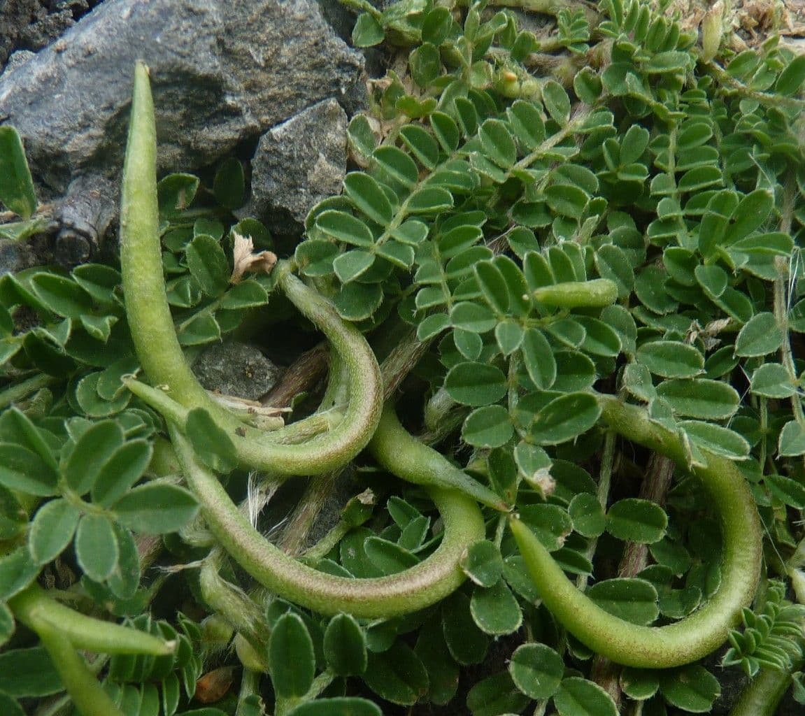 Astragalus hamosus 5