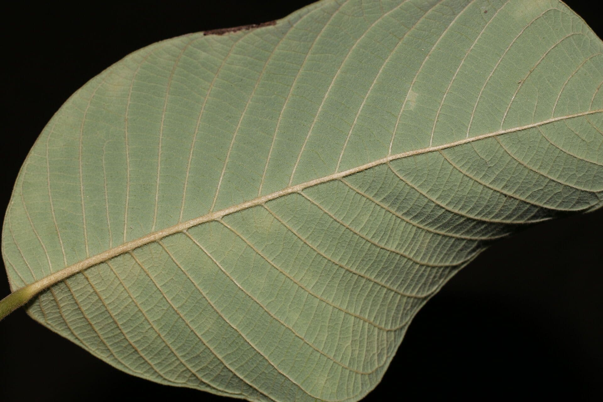 Rzah 6