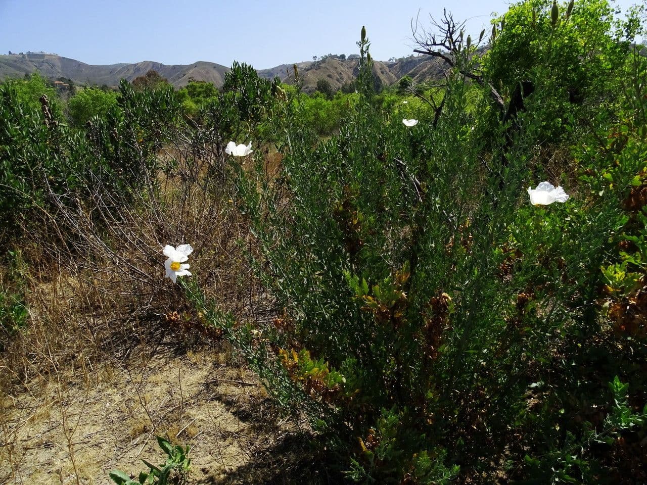 Romneya Coultera 23