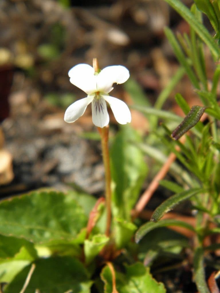 Viola lanceolata 9