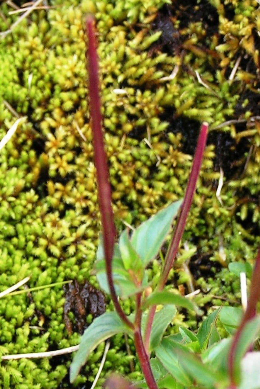 Epilobium