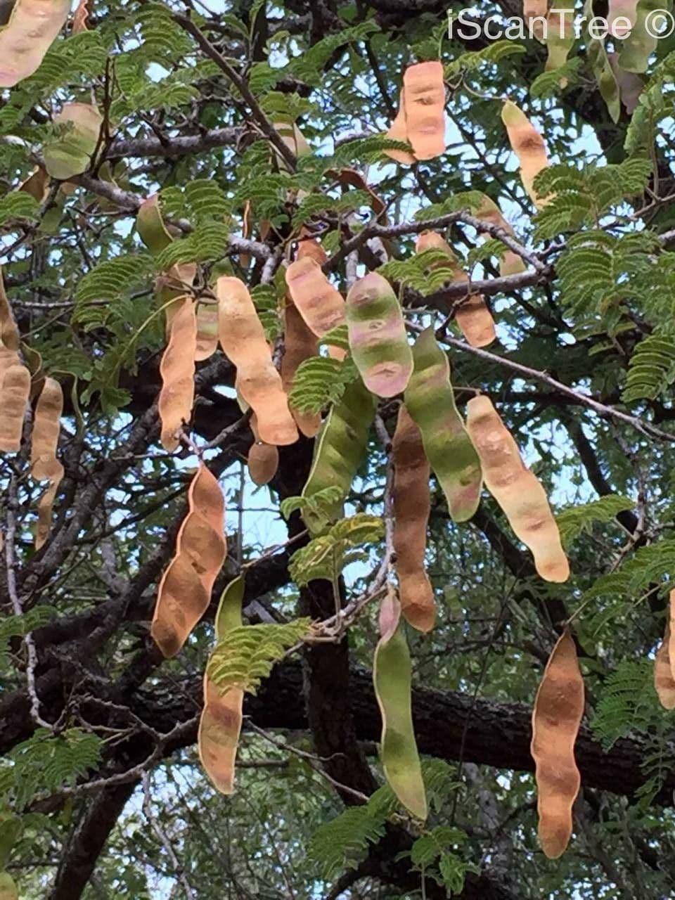 Albizia 5