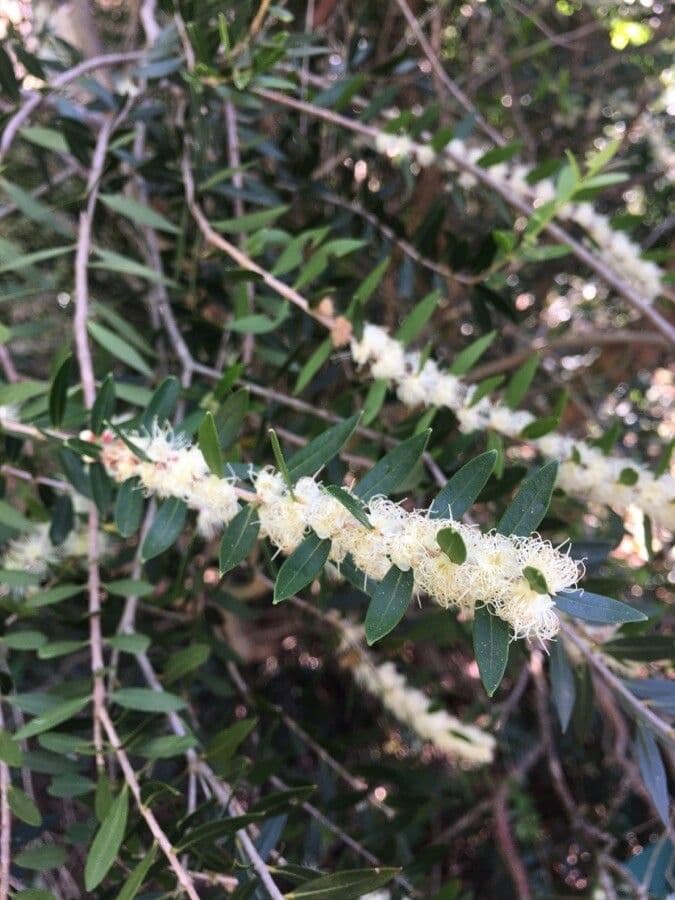 Myrciaria delicata