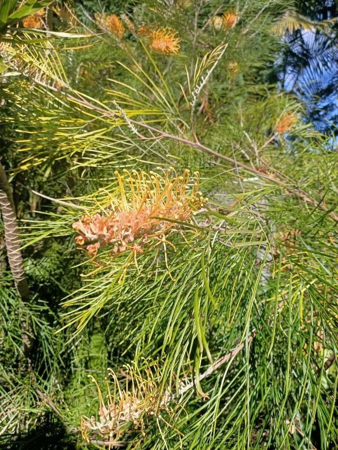Gold-Grevillea 2