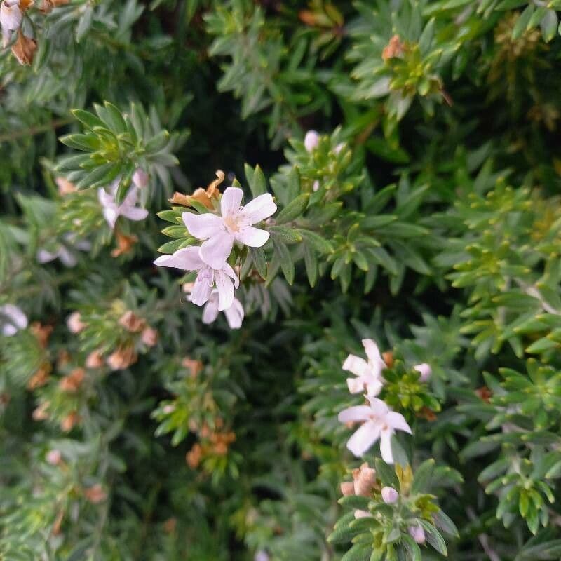 Westringia arbustiva